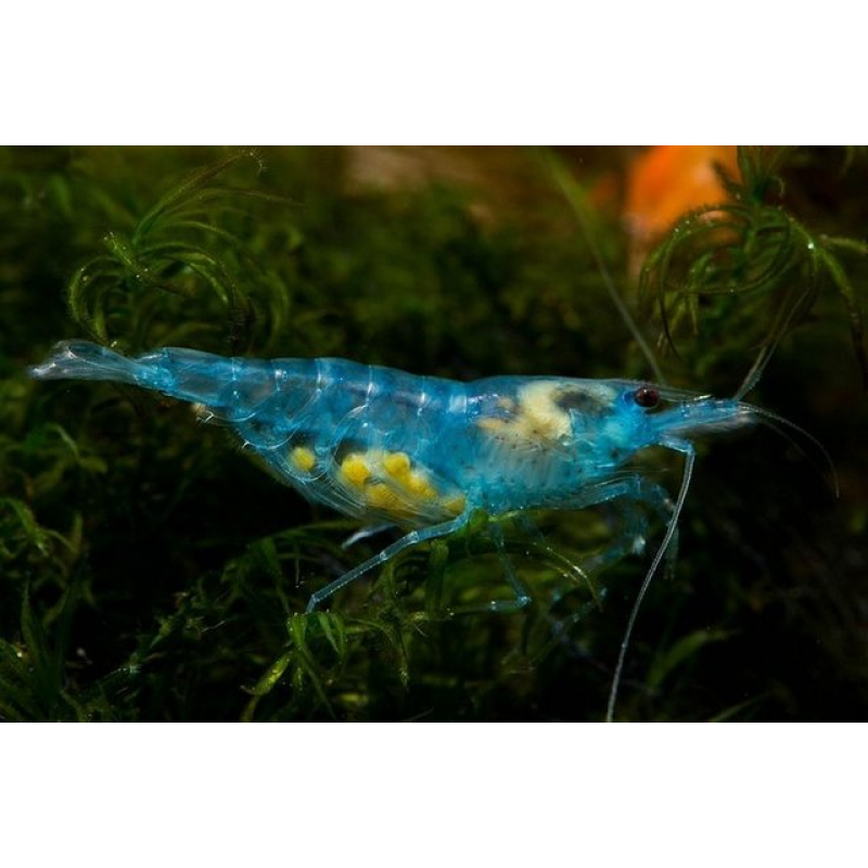 Caridina sp. Blue Jelly 1-1,5cm